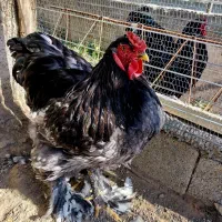 خروس برهما بلک|حیوانات مزرعه|اردبیل, |دیوار