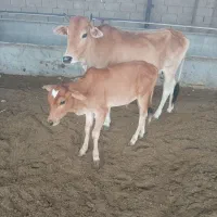گاو باگوساله نر گاو دوباره آبستن بشرط 5ماه