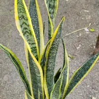 گل سانسوریا|گل و گیاه طبیعی|بندر دیر, |دیوار