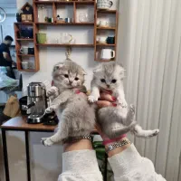 گربه|گربه|گرگان, |دیوار