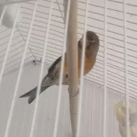 قناری سوخته نر