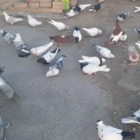 ساده|پرنده|کاشمر, |دیوار