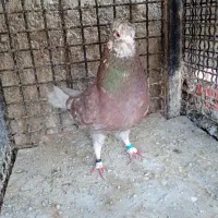 کفتر زیرخاکی