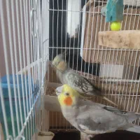 عروس هلندی|پرنده|نسیمشهر, |دیوار