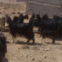 بز کهره دار و آبستن ترکی مودار