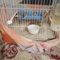 سهره نر|پرنده|بیرجند, |دیوار