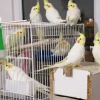 پرنده عروس هلندی|پرنده|گلبهار, نوبهار|دیوار