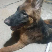 واگذاری سگ ژرمن شپرد