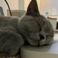 گربه اسکاتیش بلو نر «فقط برای جفت گیری»