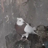 طوقی،سرخ،ماده|پرنده|گلبهار, شهر جدید گلبهار|دیوار