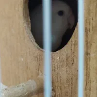 طوطی برزیلی|پرنده|مریوان, |دیوار