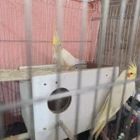 عروس هلندی|پرنده|کبودرآهنگ, |دیوار