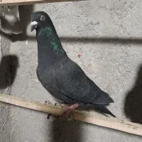 کفتر زاغ‌شهرستانی