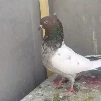 کبوتر|پرنده|مرودشت, مجد آباد|دیوار