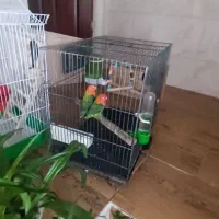 طوطی برزیلی|پرنده|قرچک, داوود آباد|دیوار