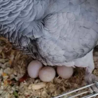 تخم نطفه دار کاسکو کاکادو ماکائو