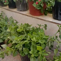 گلدون گل یخ|گل و گیاه طبیعی|مشهد, بلال|دیوار