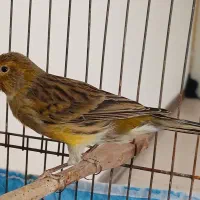 قناری نر سرخ سوخته رنگ طبیعی|پرنده|چهارباغ, |دیوار