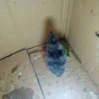 جوجه مرغ کاکلی پاپر