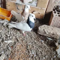 طوقی نرماده