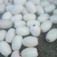 بوج یا کیبال