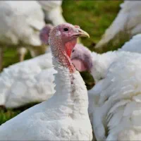 بوقلمون بیوتی6 گوشتی و جوجه 40روزه