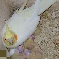 خریدار عروس ۴.۵روزه فروشی هم دارم نروماده دستی|پرنده|لاهیجان, لیالستان|دیوار