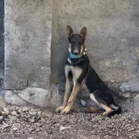 سگ ژرمن|سگ|کرمانشاه, |دیوار