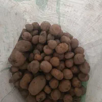 خرید سیب زمینی دامی