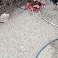 تعداد6عددمرغ بفروش می‌رسد...