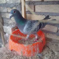 کفتر|پرنده|تربت جام, تیپ ۳۸ زرهی تربت جام|دیوار