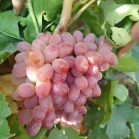 نهال انگورخوشه طلایی|خدمات باغبانی و درختکاری|تاکستان, |دیوار