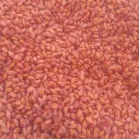 گندم سایسون|خدمات باغبانی و درختکاری|کنگاور, |دیوار