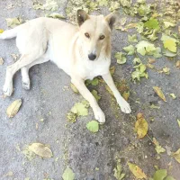 واگزاری سگ نگهبان