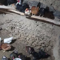 تخم مرغ محلی|حیوانات مزرعه|درمیان, |دیوار