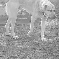 سگ گله|سگ|تربت جام, حافظ|دیوار