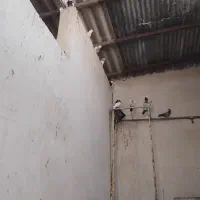 تعدادی کبوتر طوقی پلاکی دکت پروانیی