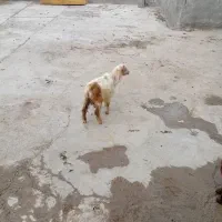 بزغاله
