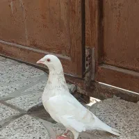 سار|پرنده|فردوس (خراسان), |دیوار