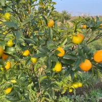 فروش میوه کامکوات|عمدهفروشی|نشتارود, |دیوار