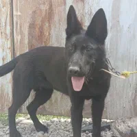 سگ ژرمن بلک