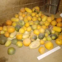 کدو تنبل|خوردنی و آشامیدنی|بلداجی, |دیوار