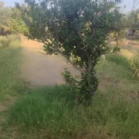 100 تا درخت دوساله خرما و 10تا درخت پرتقال نارنج|فروش زمین و ملک کلنگی|ریگان, |دیوار