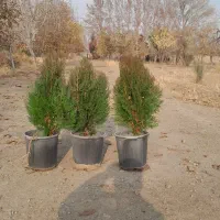 فروش گل گیاه