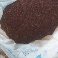 بذرجارو تخم جارو|عمده‌فروشی|جوانرود, |دیوار