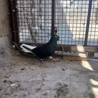 کوهی دم سفید
