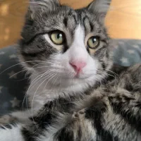 گمشده / اسمش گردو|گربه|پرند, فاز ۳|دیوار