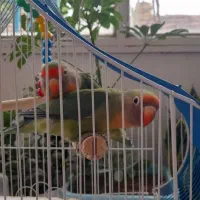 کوتوله ، طوطی برزیلی|پرنده|قم, شهید صیاد شیرازی|دیوار