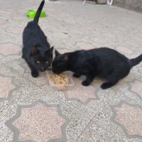 گربه / گربه خانگی / واگذاری|گربه|تویسرکان, |دیوار