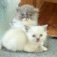 بچه گربه اسکاتیش فولد با رنگهای خاص